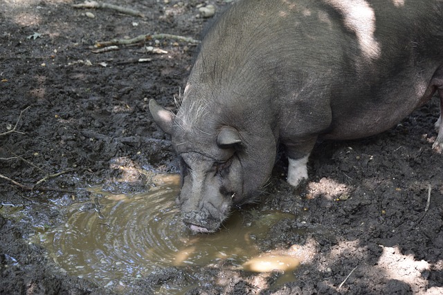 葡体主帅：尤文左路是他们最强的一侧，对我们起到很好的压制